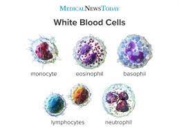 Leukocytes are found throughout the body, including the blood and lymphatic system. White Blood Cells Function Ranges Types And More