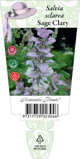 Image result for Salvia sclarea