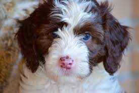 Black And White Parti Aussiedoodle Chocolate And White Parti Australian Labradoodle Puppy Australian Labradoodle Puppies Labradoodle Puppy Australian Labradoodle