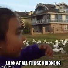 Видео look at all these chickens канала sam.u.al. Look At All Those Chickens Gif On Imgur