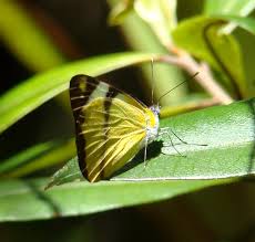 Image result for Salacia leptoclada