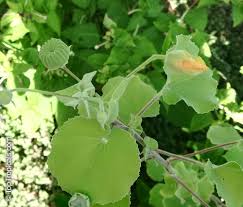 Image result for Abutilon indicum