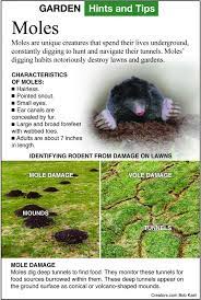 Smith's pest management helps residential and commercial properties in northern california. How To Control Moles In Your Yard Indianapolis Business Journal