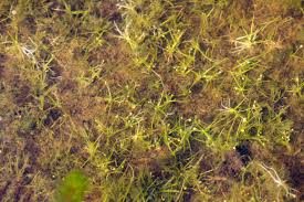 Image result for Subularia