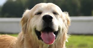 Best Food For Adult Golden Retrievers And What Not To Feed Them Golden Hearts