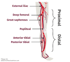 Deep Vein Thrombosis Diagnosis Risk Assessment