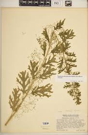 Image result for Dysphania schraderiana