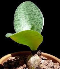 Image result for Drimiopsis