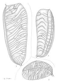 Image result for Gilbertiodendron dewevrei