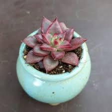 Echeveria agavoïdes 'ebony', plus bleutée, montre des extrémités de feuilles quasiment noires. Echeveria Agavoides Romeo Rubin Pflanzen Sunnyplants Com