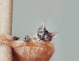 Declawing a cat can cost at least $300 and is advisable if the cat is destroying furniture which cats can do if it is soft material that its' paws can penetrate but if furniture is bought that is smooth and hard to penetrate then it may not be necessary to do it. Commentary Aafps Decision To Demonize Declaws Is Bad News For Cats Dvm 360