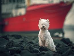 The cairn terrier is a charmingly small dog that weighs about 4.5 to 6.8 kg and is about 23 to 33 centimeters tall. West Highland White Terrier Rassebeschreibung Mit Vielen Fotos