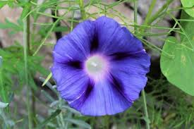 Image result for Ipomoea grantii