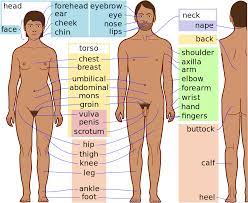 Male body where ar the parts / muscular and tanned male body parts is being measured stock photo 96813169 : Png Body Parts Body Men Body Parts Name 947088 Vippng