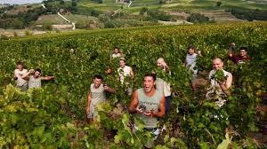 74,468 likes · 6,313 talking about this · 10,903 were here. Inside San Patrignano The Italian Rehab Teaching Its Residents How To Make Wine Foodism