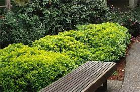 Boething treeland farms grows over 1,000 varieties of trees, shrubs, perennials and specialty plants sometimes you just need a durable evergreen shrub that will behave itself. Pittosporum Tobira Wheeler S Dwarf