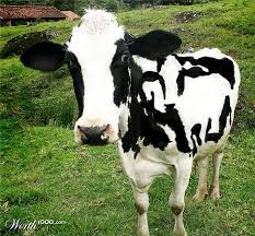 Black And White Cow Name I Love Black And White Animals Cow White Cow Cute Cows