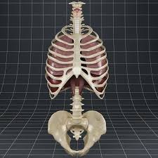 Anatomy Lungs Diaphragm Skeleton 3d Model Anatomy Human Respiratory System Lunges