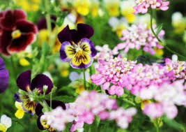 Trockenheit Im Garten So Gestaltest Du Den Garten Fur Trockene Standorte Pflegeleicht Stilvolles Design Einfach Ge In 2020 Pflanzen Pflanzideen Leuchtende Blumen