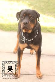 See reviews, photos, directions, phone numbers and more for the best animal removal services in bonham, tx. Animal Waste Removal Near Me The Y Guide