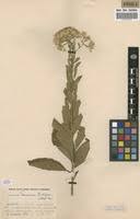 Image result for Vernonia thomsoniana