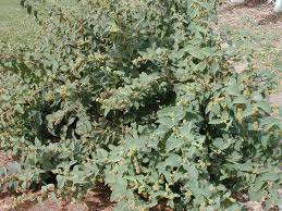 Image result for Waltheria