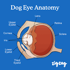 Dogs Eye Anatomy : Everything You Need To Know - Zigzag