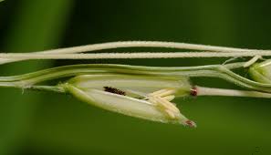 Image result for Oryza barthii