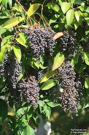 Image result for Ligustrum lucidum
