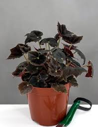 Image result for Begonia