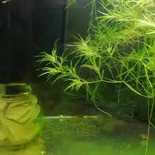 Guppy Grass Fish Najas Guadalupensis It Is Growing Nicely Video Nature Aquarium Aquaponic Gardening Fish Tank