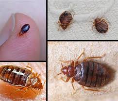 The pest control industry began to use the environmentally friendly approaches common today. Know The Importance Of Professional Pest Control Services By Green Valley Pest Control Ltd Medium