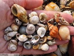 A Hand Holds Sea Shells From A Beach Of Phillip Island Victoria Australia Photoseek Com Sea Shells Phillips Island Island