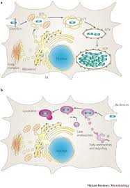#legionella is one of the most significant sources of waterborne disease outbreaks in the us and investigations by the cdc indicate that many cases. The Legionella Pneumophila Replication Vacuole Making A Cosy Niche Inside Host Cells Nature Reviews Microbiology