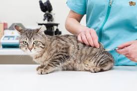 Devi vaccinare il tuo gatto? ENPA promuove una campagna gratuita per le famiglie in difficoltà - Socialbg