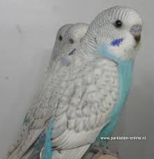 weer zo n prachtig nest spangles of wel gezoomde grasparkieten www parkieten online nl kusu