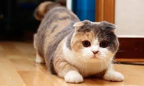 You can expect a loving cat, curious beyond measure, who loves to solve puzzles and be where you are. Scottish Fold Munchkins Traits Size And Lifespan Scottish Fold Cats And Kittens Cat Breed Information Scottish Fold Cats And Kittens Cat Breed Information
