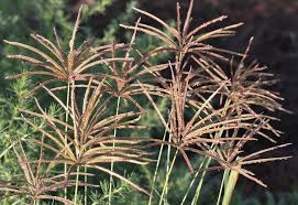 Image result for Chloris pilosa