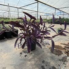 Image result for Tradescantia pallida