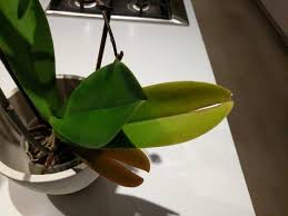 I especially love these orchids because even out of bloom, their leaves are gorgeous! Why Are My Orchid Leaves Splitting Smart Garden Guide