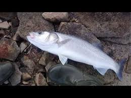 Trofe Levrek Avi Didim Seabass 30 Aralik 2018 Youtube Goruntuler Ile Fendi Lime