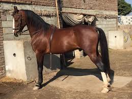 Owner : Raja Adil Islam Horse Name : Ashkar