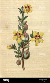 Image result for Zygophyllaceae