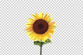 Potong bunga matahari hias saat masih ¼ mekar. Bunga Bunga Matahari Flora Mekar Daisy Transvaal Bunga Potong Kuning Closeup Png Klipartz