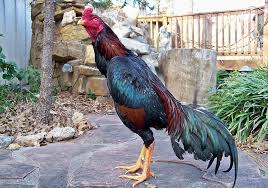 King Ghazi Brazilian Asil Galos Indios Racas De Galinhas Animais