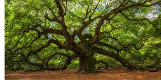 Il représente la vie autour du bassin méditerranéen en fournissant la nourriture, le soin et l'éclairage au populations de la mare nostrum mais aussi du vieux monde et ce depuis la nuit des temps. Tour Du Monde Des Plus Vieux Arbres De Notre Planete Magazine Du Voyageur