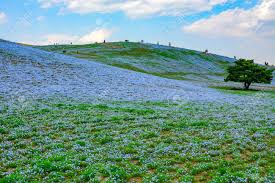 Huge collection, amazing choice, 100+ million high quality, affordable rf and rm images. Hitachi Seaside Park In Japan Draws Tourists To Its Hills Of Stock Photo Picture And Royalty Free Image Image 76995598