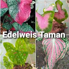 Kami mengidentifikasi setidaknya ada 7 jenis tanaman hias. Paket 4 Jenis Tanaman Keladi Wayang Baret Pink Tricolor Shopee Indonesia
