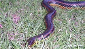 These are the top rated real world python examples of matplotlibcm.rainbow extracted from open source projects. Natural History