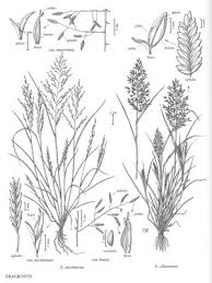Image result for Eragrostis cilianensis